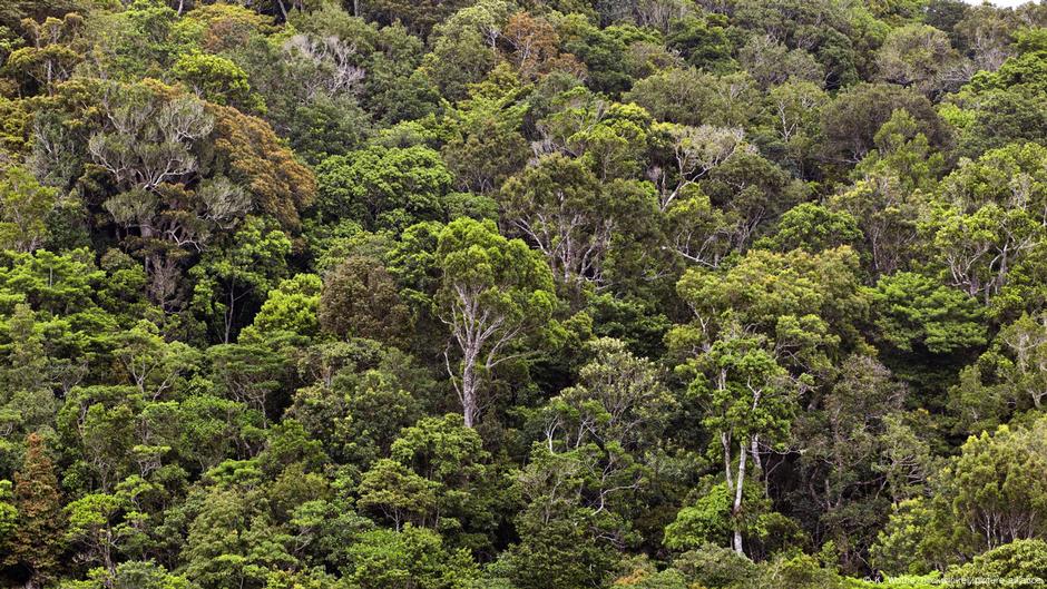 Australia's Heaviest Giant Stick Insect Discovered