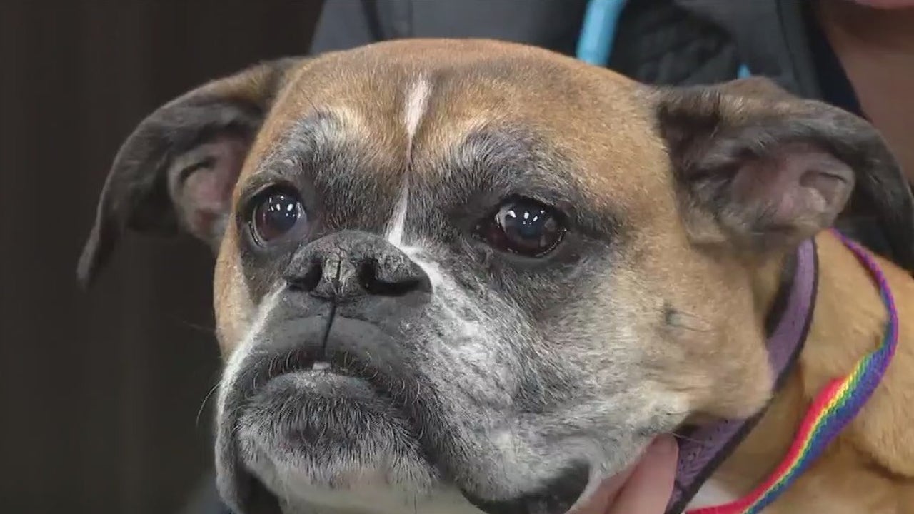 Featured image for Nationwide Canine Cancer Vaccine Trial Conducted by Washington Clinics.