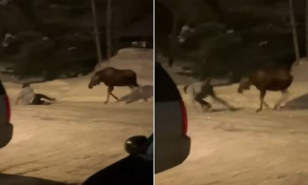 Moose encounters cause concern for residents and skiers in mountain towns.