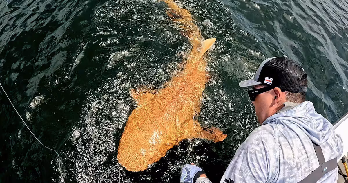 Featured image for Rare Bright Orange Shark with White Eyes Discovered in Costa Rica