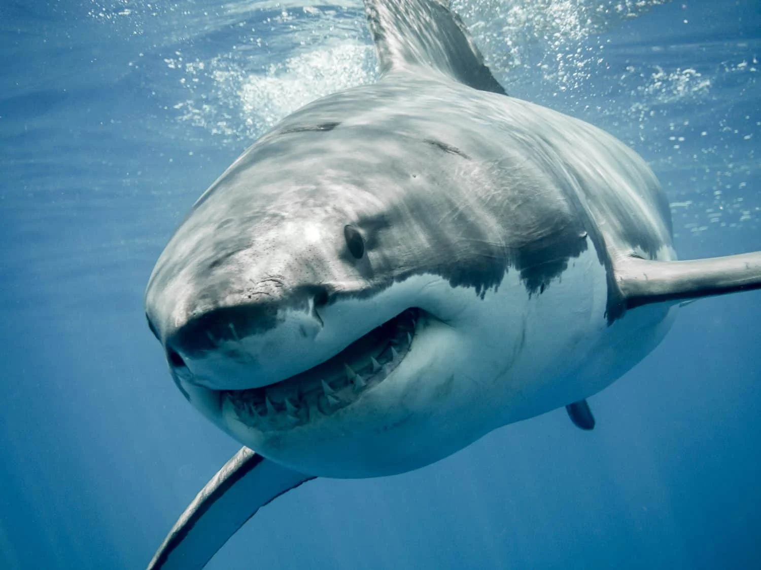 Mediterranean Great White Sightings Spark Fresh Conservation Hope