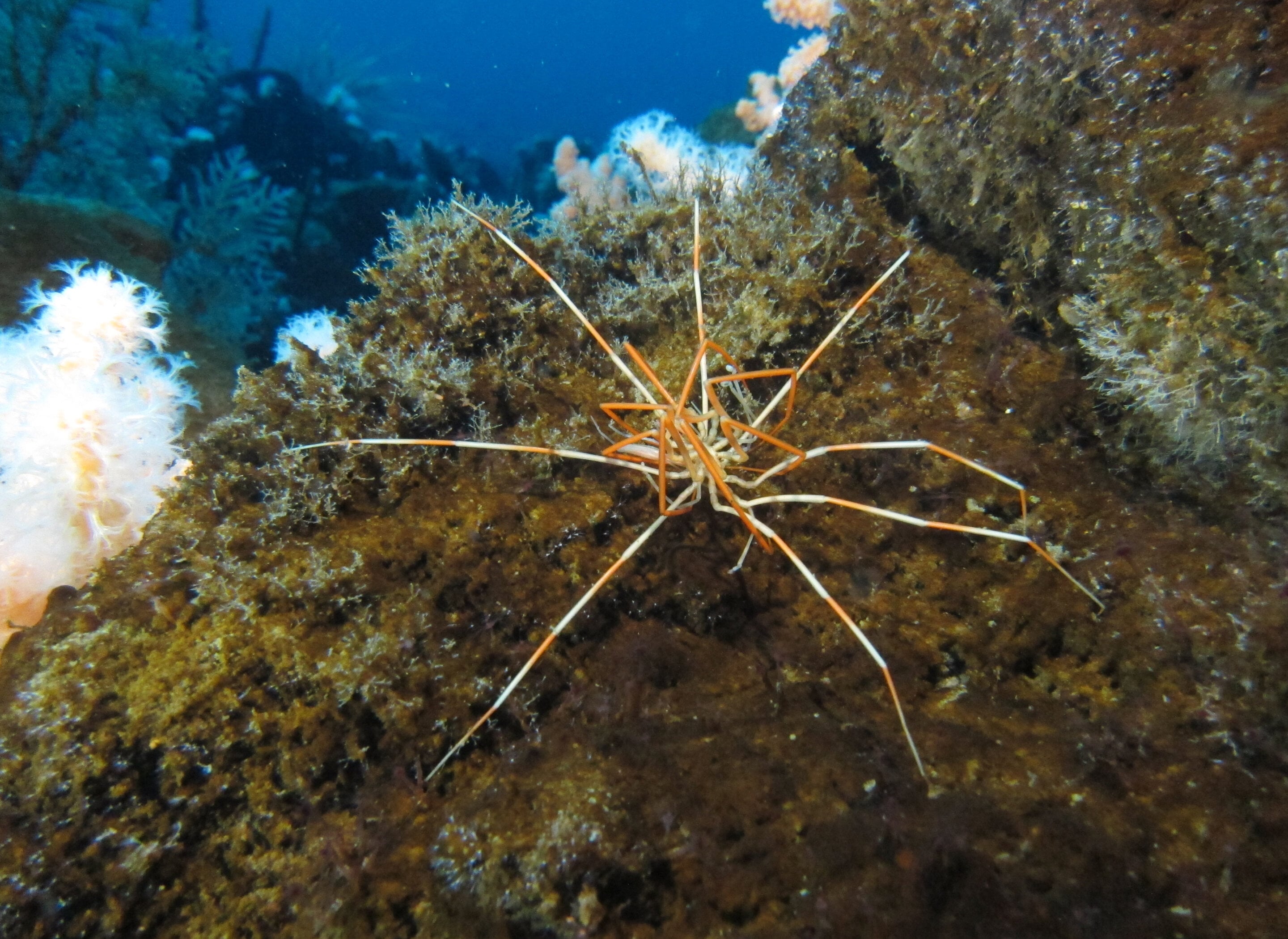 Featured image for "Researchers Unravel Giant Antarctic Sea Spiders' Reproductive Mystery"