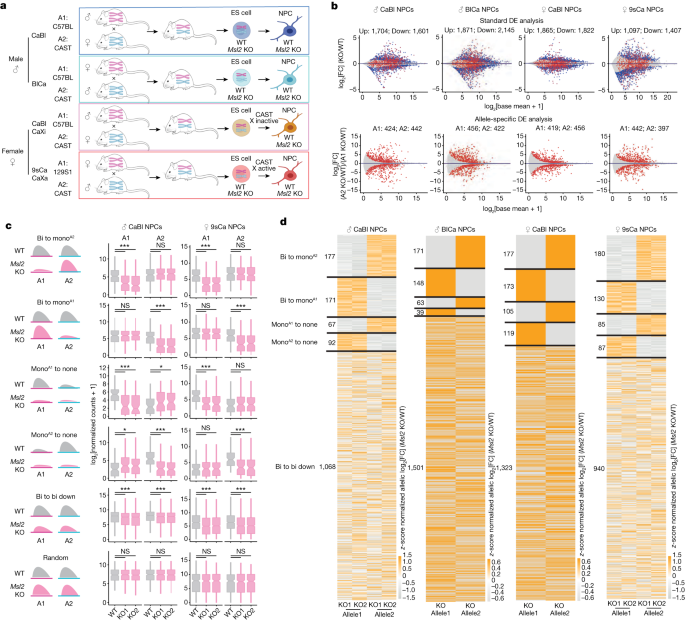 Featured image for "MSL2: Ensuring Balanced Gene Expression in Mammals"