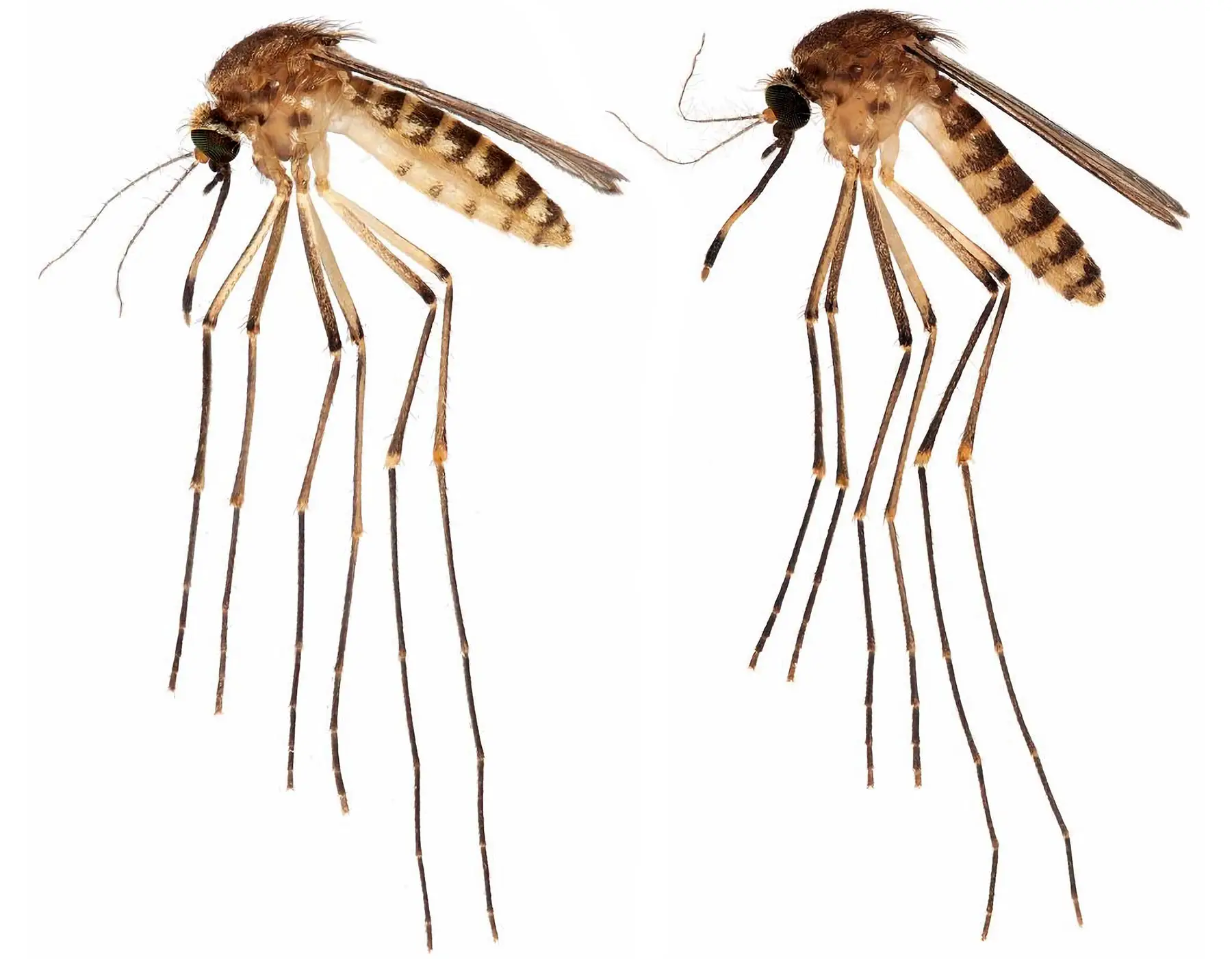 Florida Battling Spread of Invasive Mosquito Species