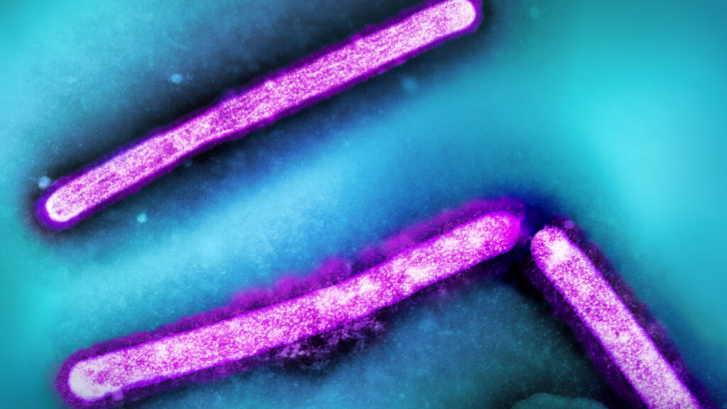 Featured image for Canada Reports First Human Bird Flu Case in Teen, Critical Condition