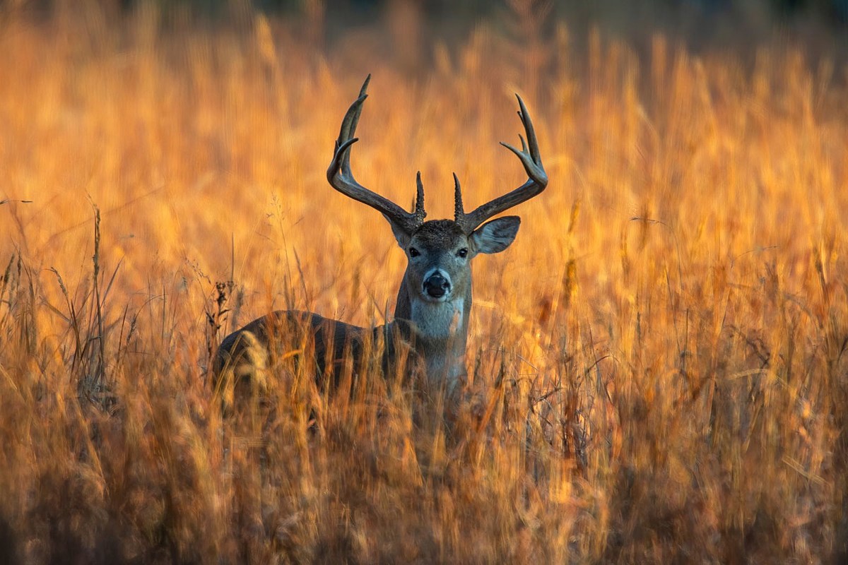 Featured image for "Texas Parks & Wildlife Confirm Fatal Disease Outbreak in East Texas Deer"
