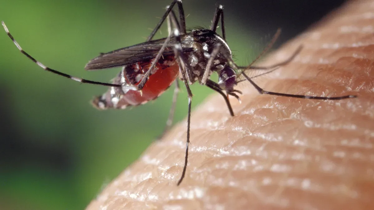 West Nile-infected mosquitoes on the rise in Larimer County