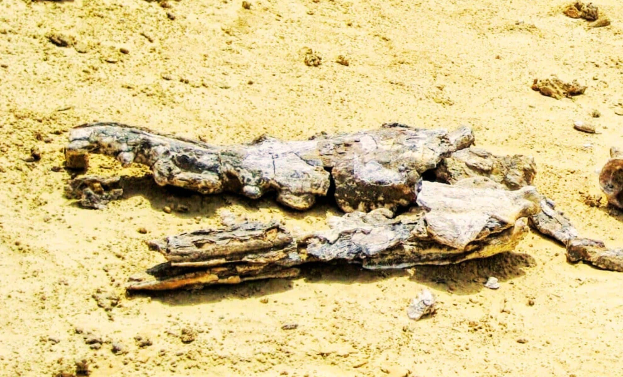 Featured image for Farmer Finds Largest Fossil Ever in Lake, Confirmed by Scientists