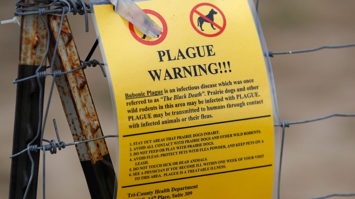 Featured image for "Bubonic Plague Resurfaces in Oregon: What You Need to Know"
