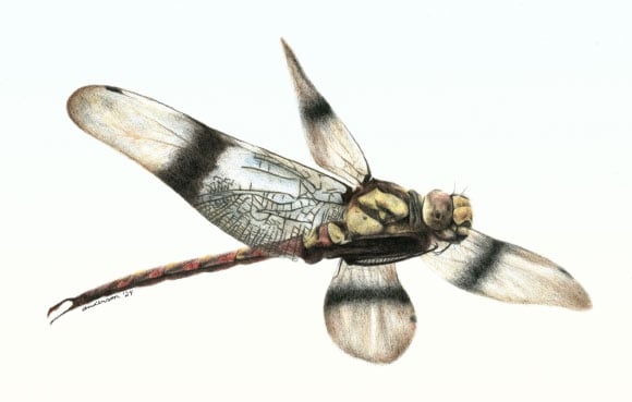 Featured image for Canada's First Dinosaur-Era Dragonfly Fossil Discovered