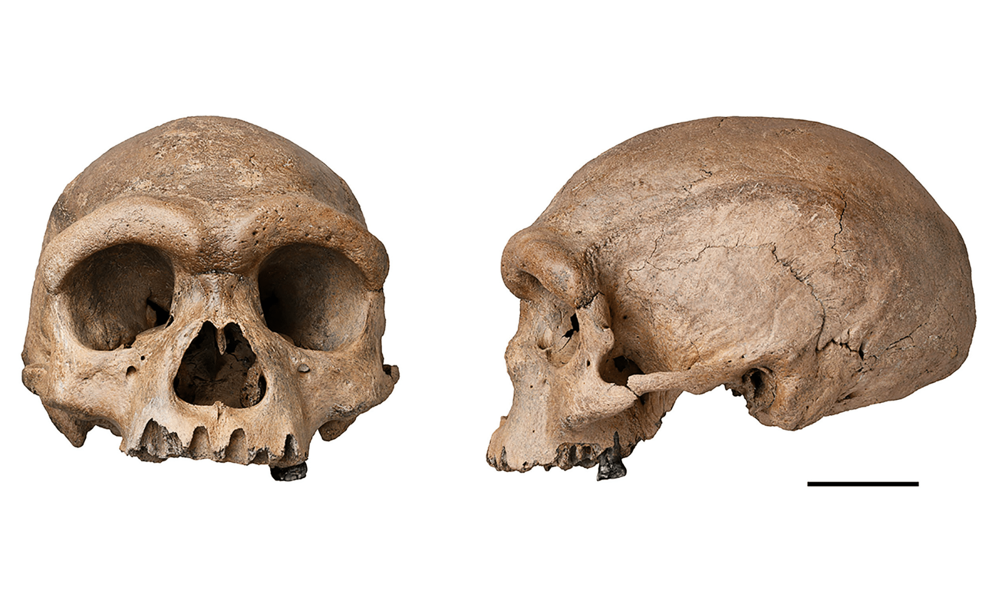 Featured image for Revealing the Face of Denisovans and Human Evolution's Latest Breakthroughs