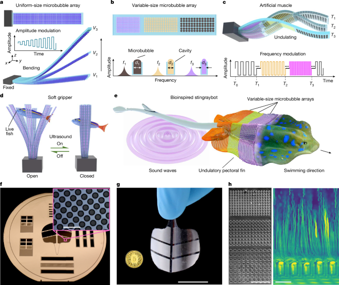 Featured image for Ultrasound-Activated Microbubble Artificial Muscles for Precise Control
