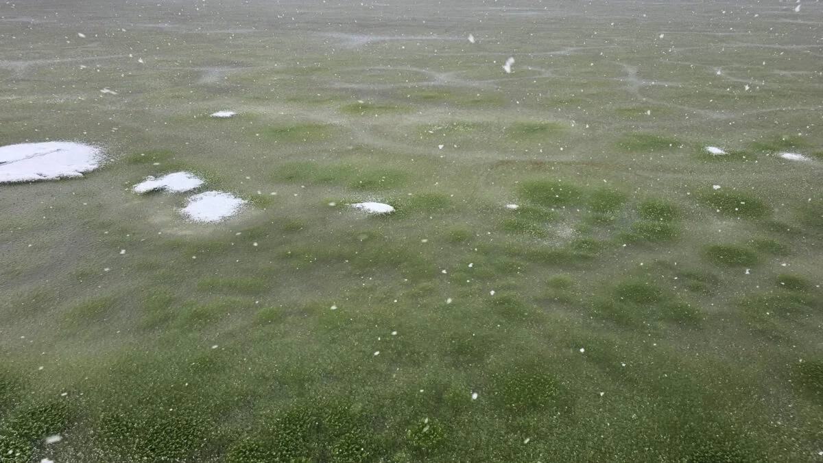 Winter Green Ice: Cyanobacteria Signal Climate Shifts at Lake Lipno