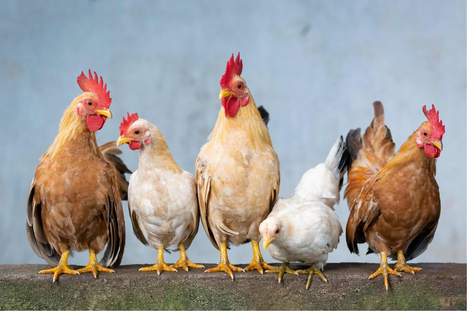 "Tiny Beaked Dinosaur Discovered: Meet the Hell Chickens"