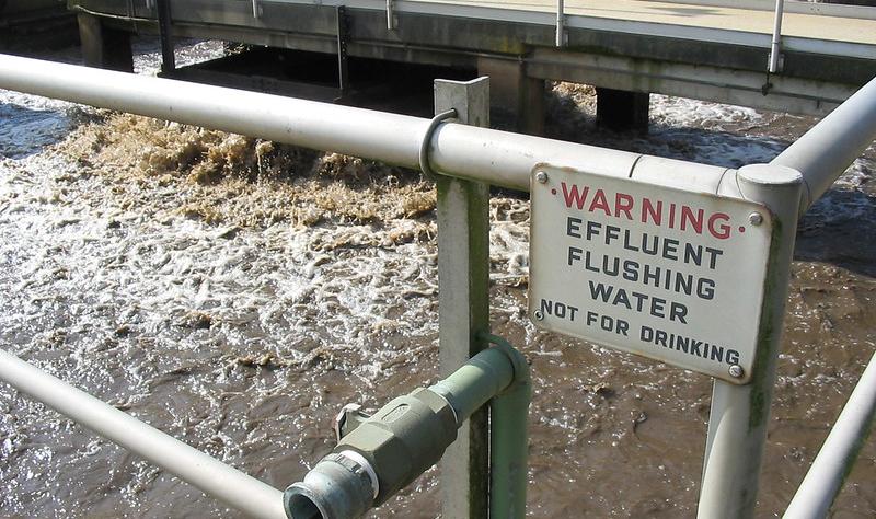 Featured image for San Francisco Detects H5N1 Bird Flu in Chickens and Wastewater