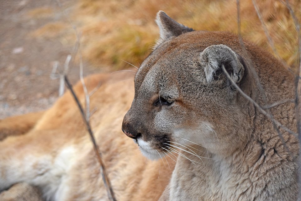 Featured image for Woman Dies in Suspected Mountain Lion Attack in Colorado