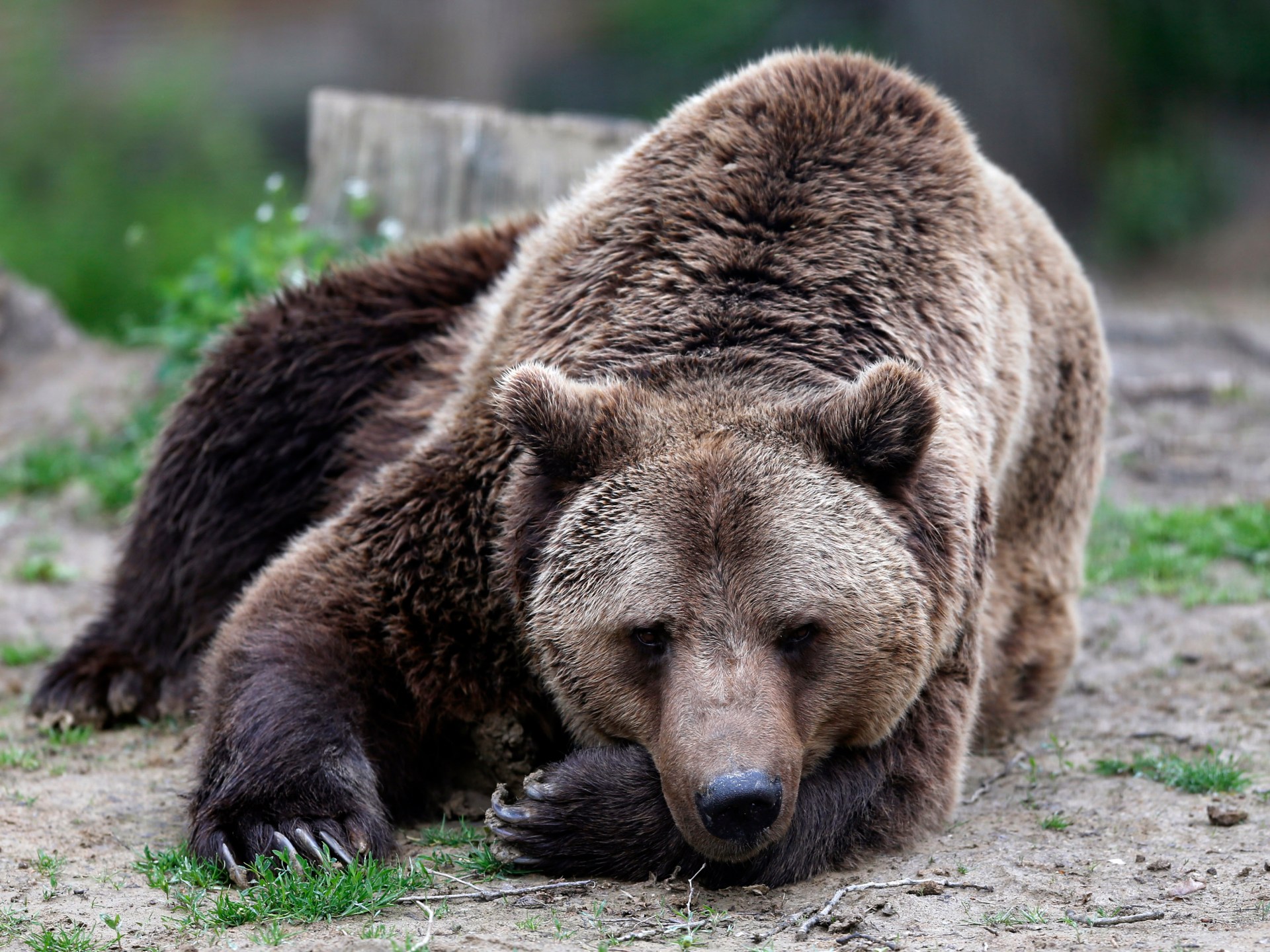 Featured image for Romania to Cull 500 Bears After Teen Mauled to Death