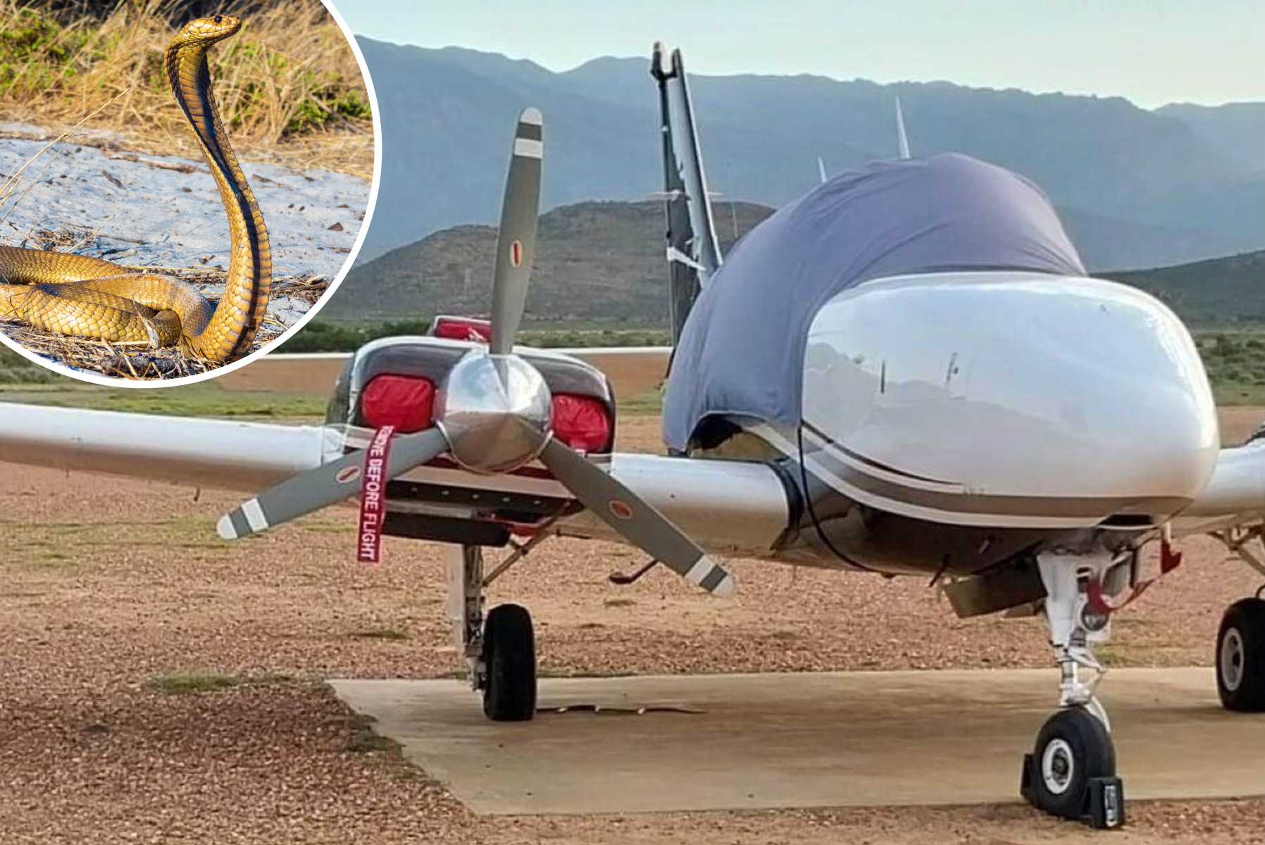 Hero Pilot Makes Emergency Landing After Deadly Snake Found on Plane