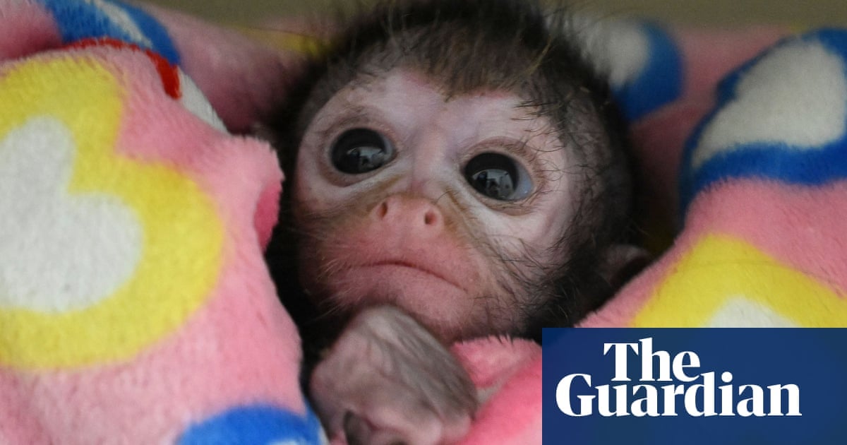 Featured image for "Border Patrol Discovers 7 Baby Spider Monkeys Smuggled in Backpack"