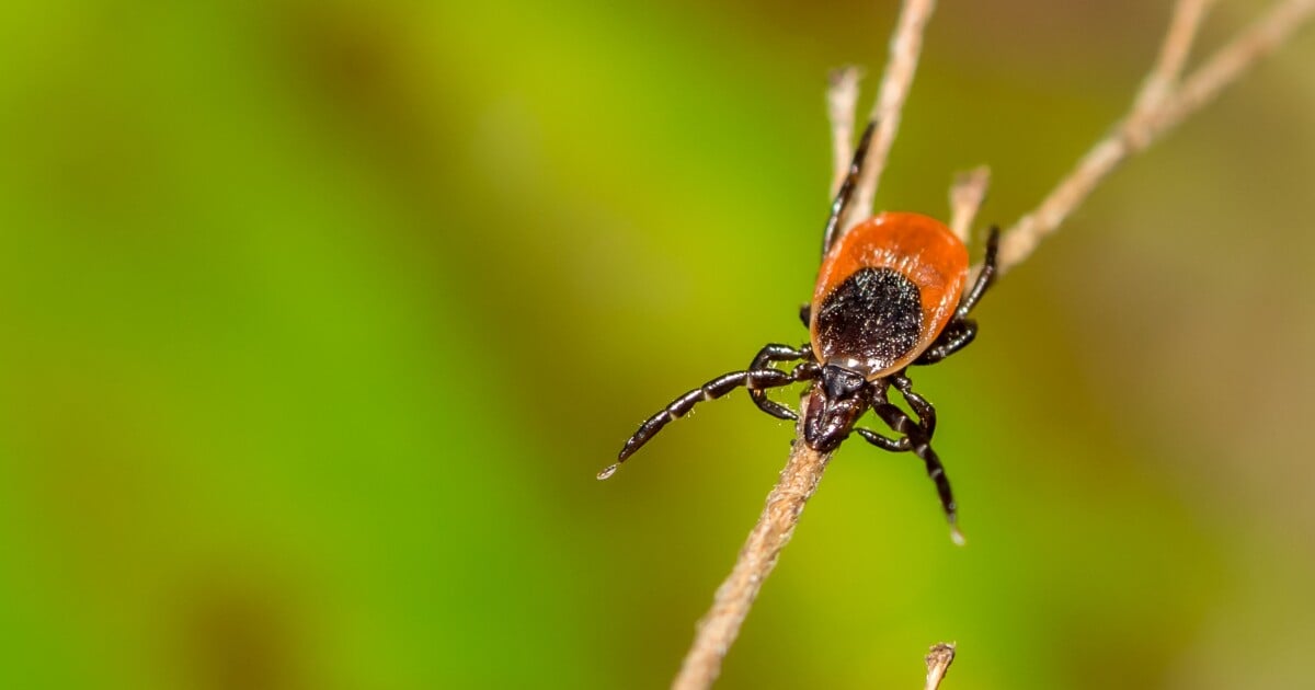 Featured image for Rare Tick-Borne Disease Spreads to Virginia