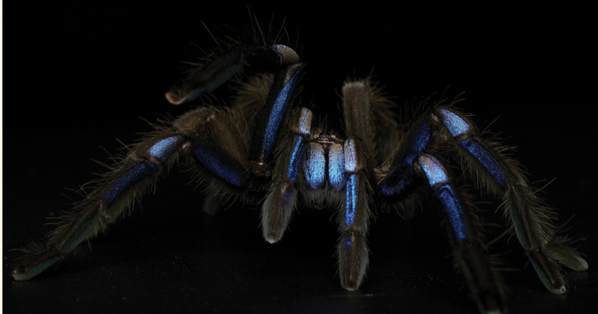 Featured image for "Discovery of Enchanting New Blue Tarantula Species in Thailand"