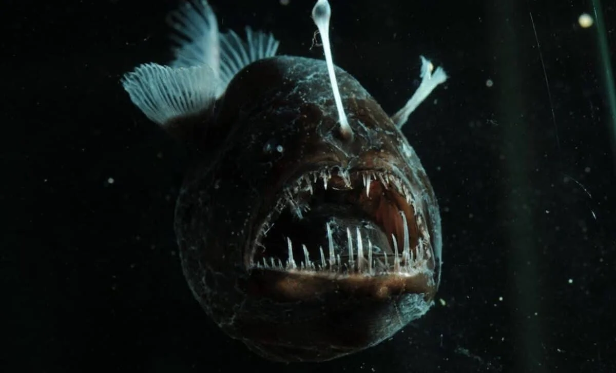 Twilight Zone Fish Unveils Hybrid Photoreceptor, Redefining Vision