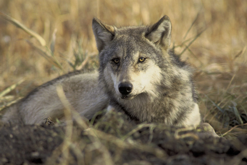 Featured image for "Federal Government Rejects Gray Wolf Protections, Proposes National Recovery Plan"