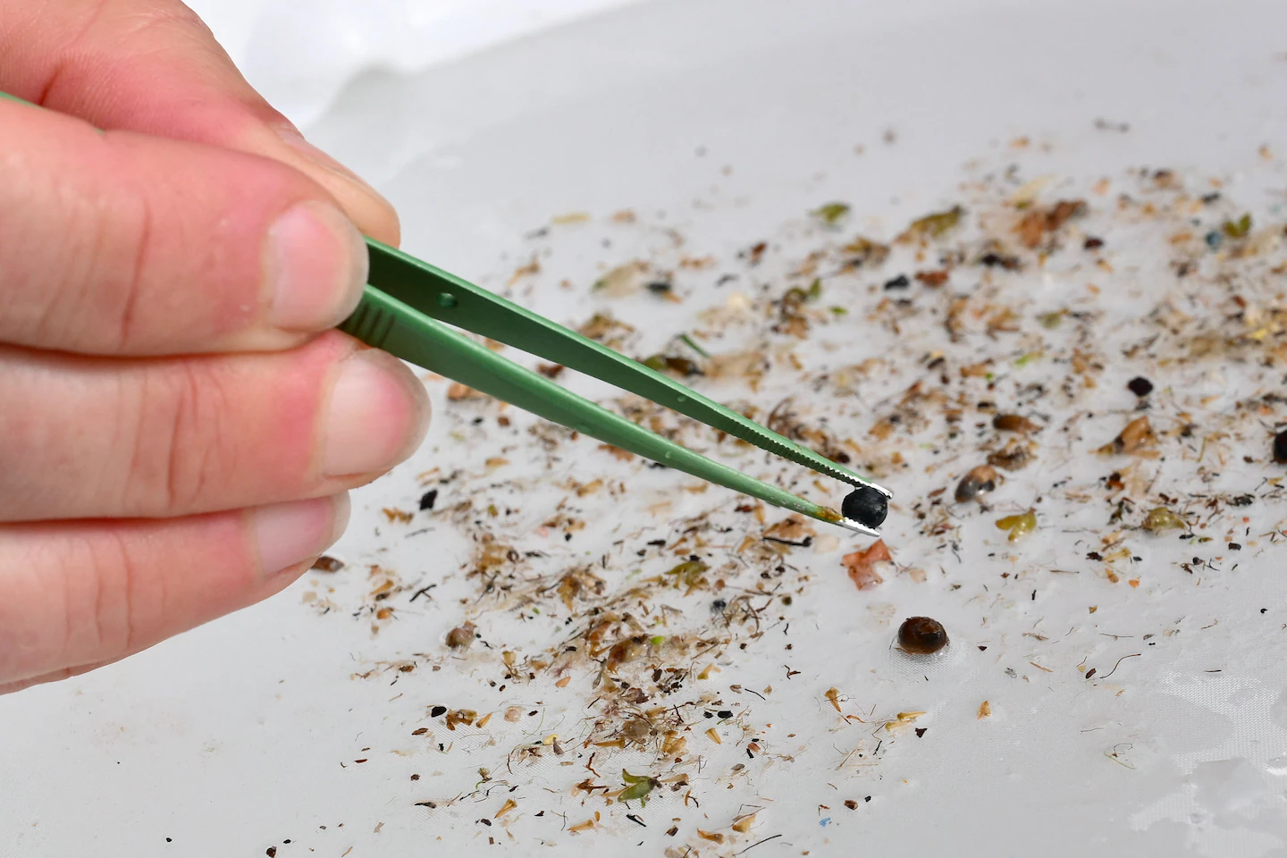 Featured image for Key Insights on Microplastics from 2025