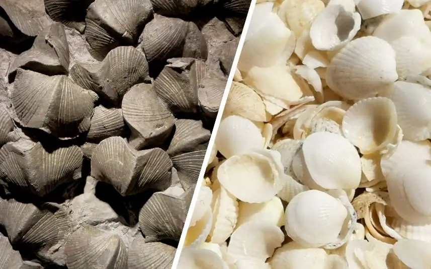 Featured image for Mass Extinction: The Catalyst for Oysters and Clams