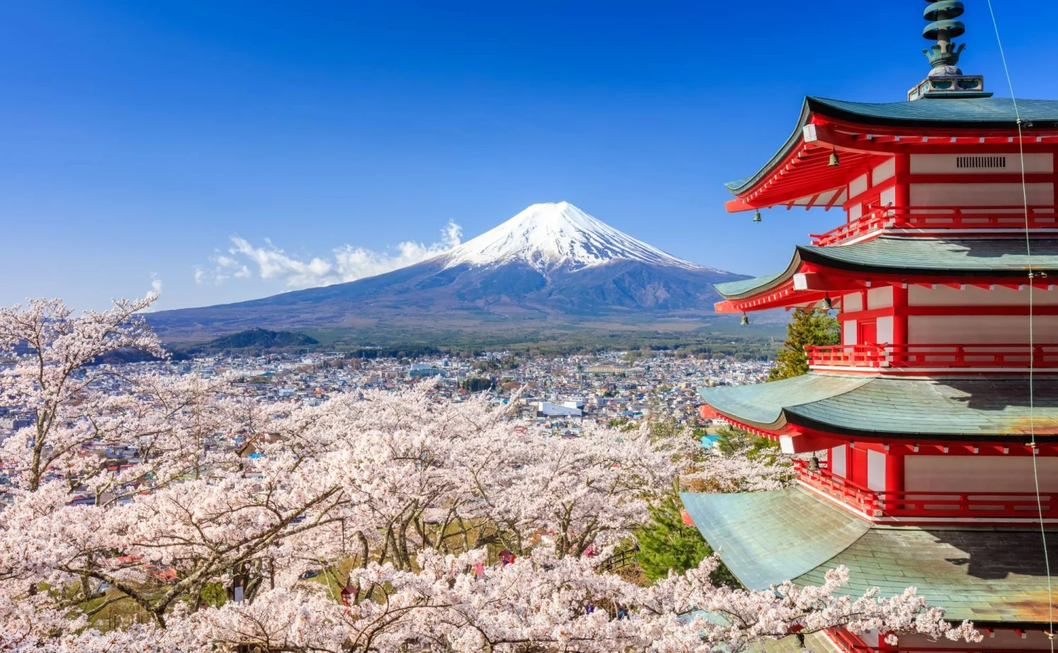 Fujiyoshida cancels Mount Fuji cherry blossom festival to curb overtourism