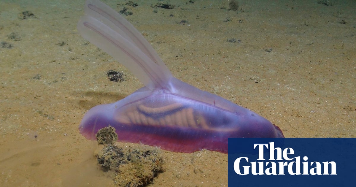 "Deep-sea mining hotspot reveals 5,000 new species"