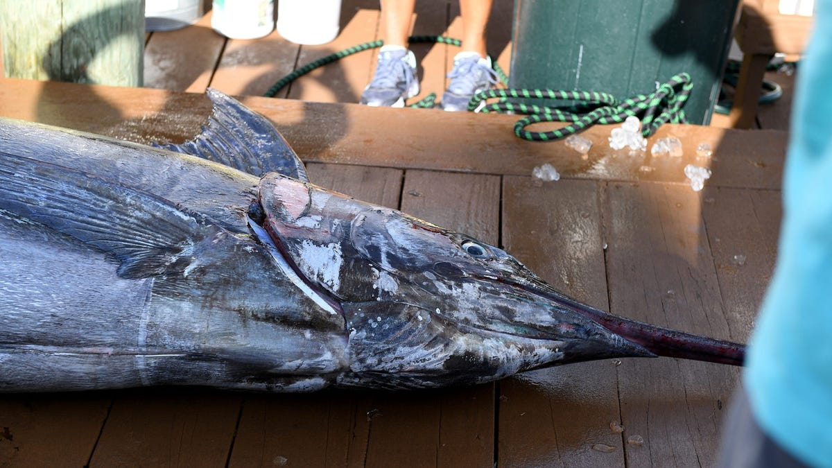 Controversy at N.C. fishing tournament as 619-pound marlin disqualified.