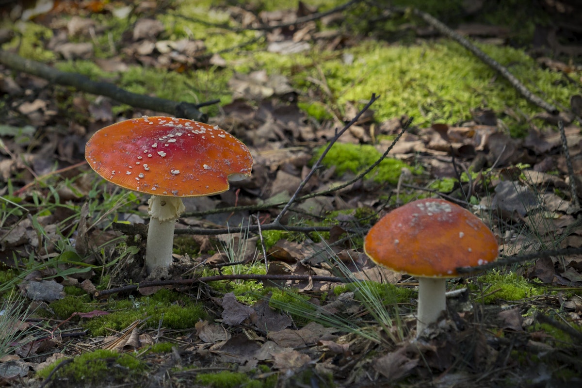 Fatal Fungi: Australian Woman Charged with Murder for Poisonous Mushroom Lunch