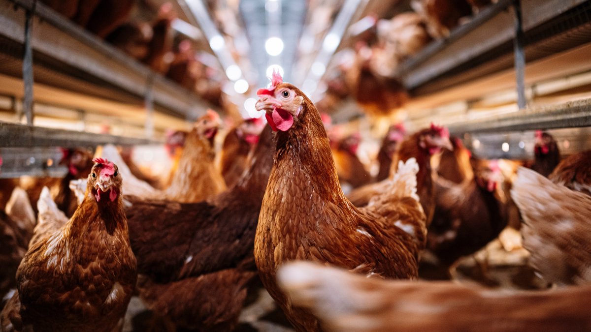 Featured image for "Avian Influenza Outbreak: Impact on US Egg Production and Human Health"