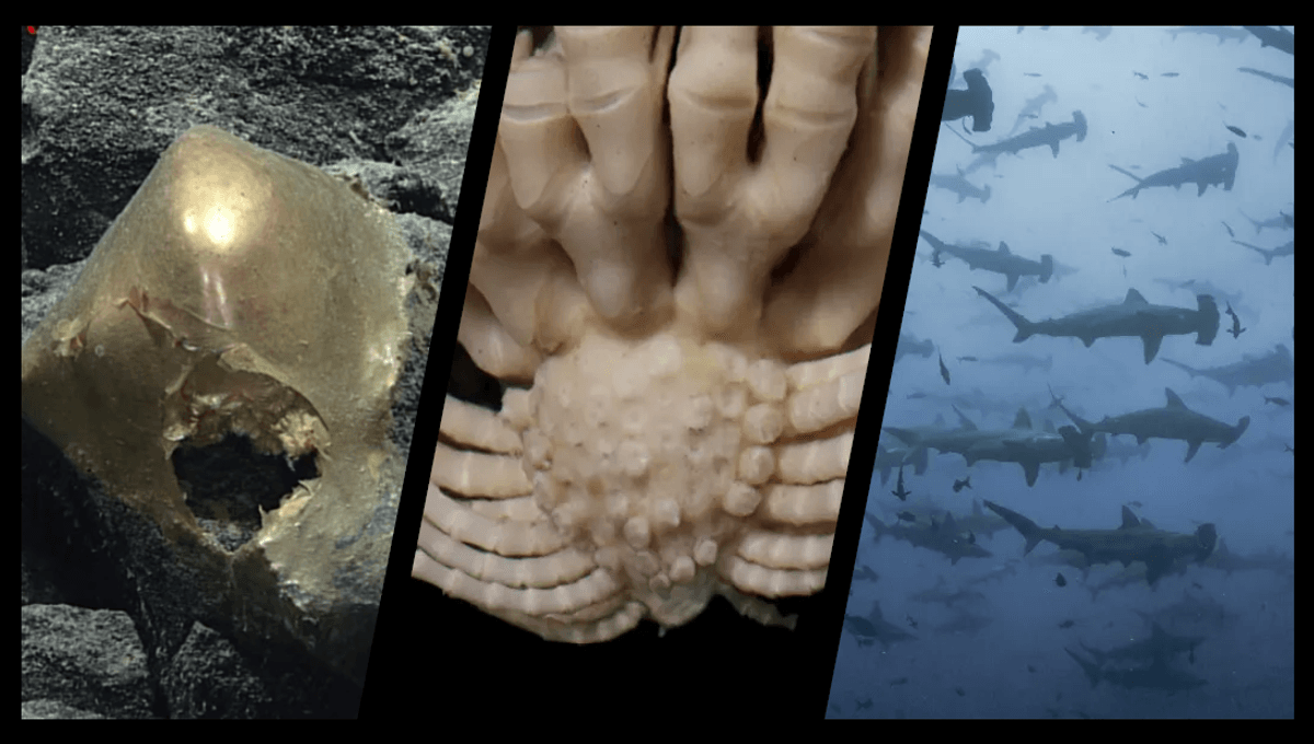 Featured image for 2023's Unforgettable Animal Encounters: Mystery Orbs, Tree-Dwelling Shrimp, and Moon-Worshiping Hammerhead Sharks