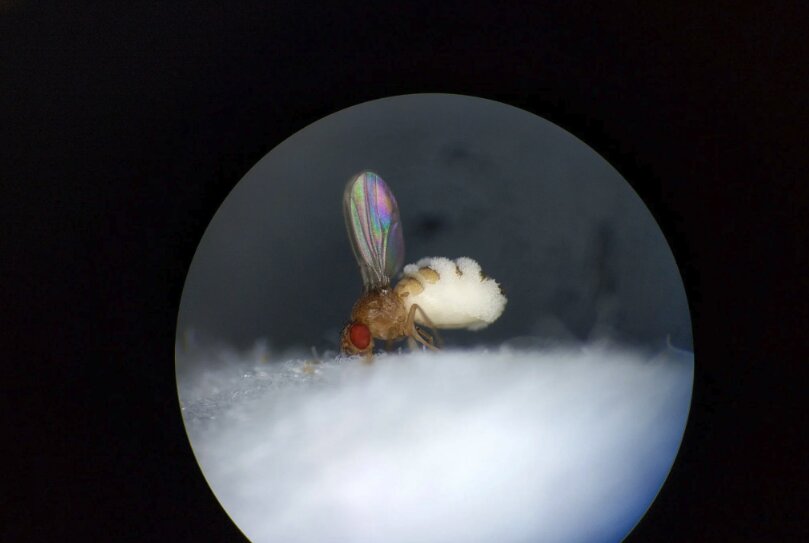 The Puppeteer Fungus: A Deadly Takeover of Zombie Flies.