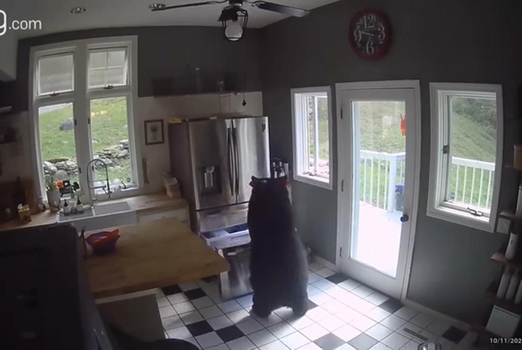 Featured image for "Brazen Bear Burglarizes Connecticut Home, Snatches Frozen Lasagna"