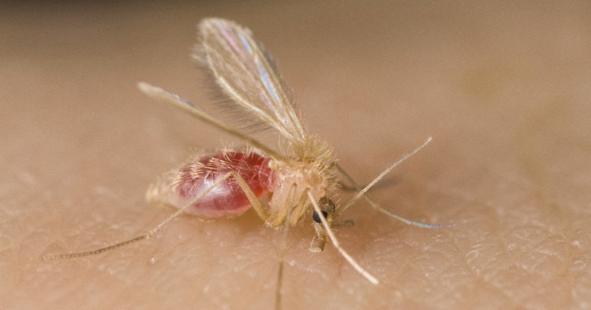 Featured image for Tropical Parasite Spreading and Causing Skin Infections in US, CDC Warns