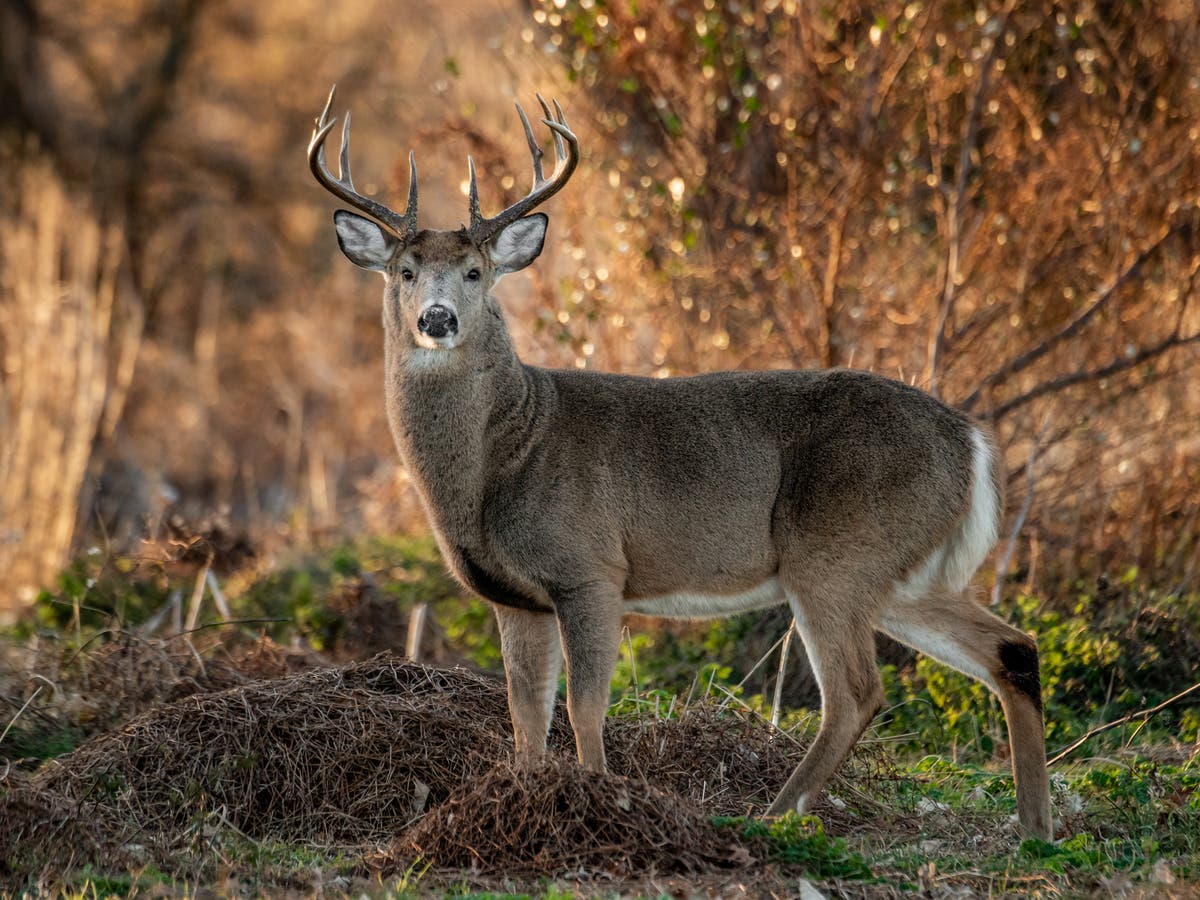 Featured image for 'Zombie' Deer Disease Spreads to Yellowstone National Park