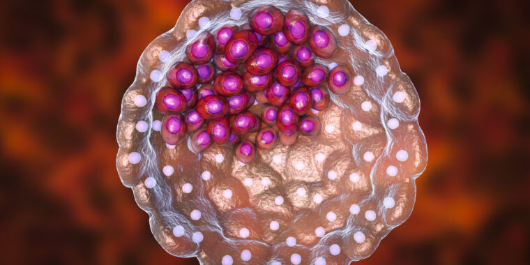 Featured image for Primate embryos show organ development in culture dishes.