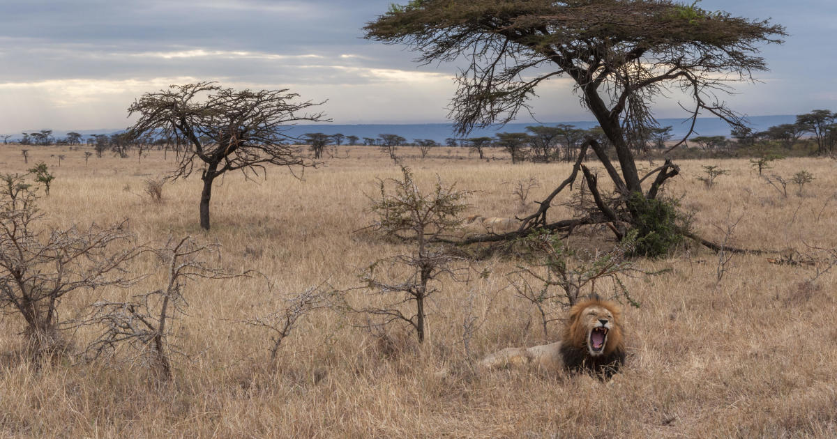 "Invasive Ants Spark Chain Reaction, Altering Lions' Hunting Behavior"