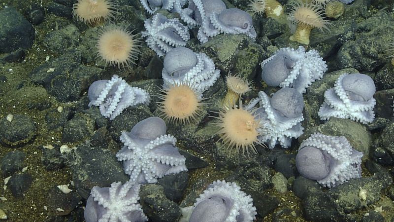 Featured image for Unveiling the Enigmatic Octopus Gardens of the Deep