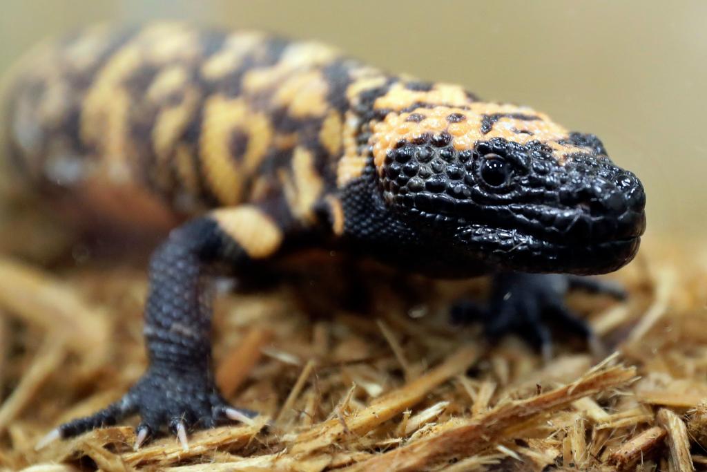 Featured image for "Fatal Bite: Colorado Man Dies After Gila Monster Attack"