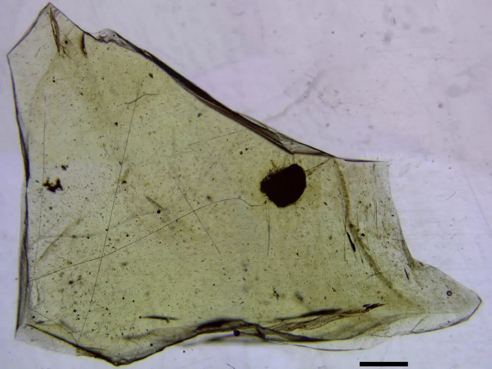 Featured image for Ancient Forest Preserved in 112-Million-Year-Old Amber