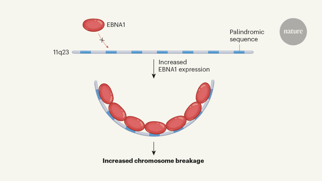 Featured image for Epstein-Barr Virus Linked to Genomic Instability