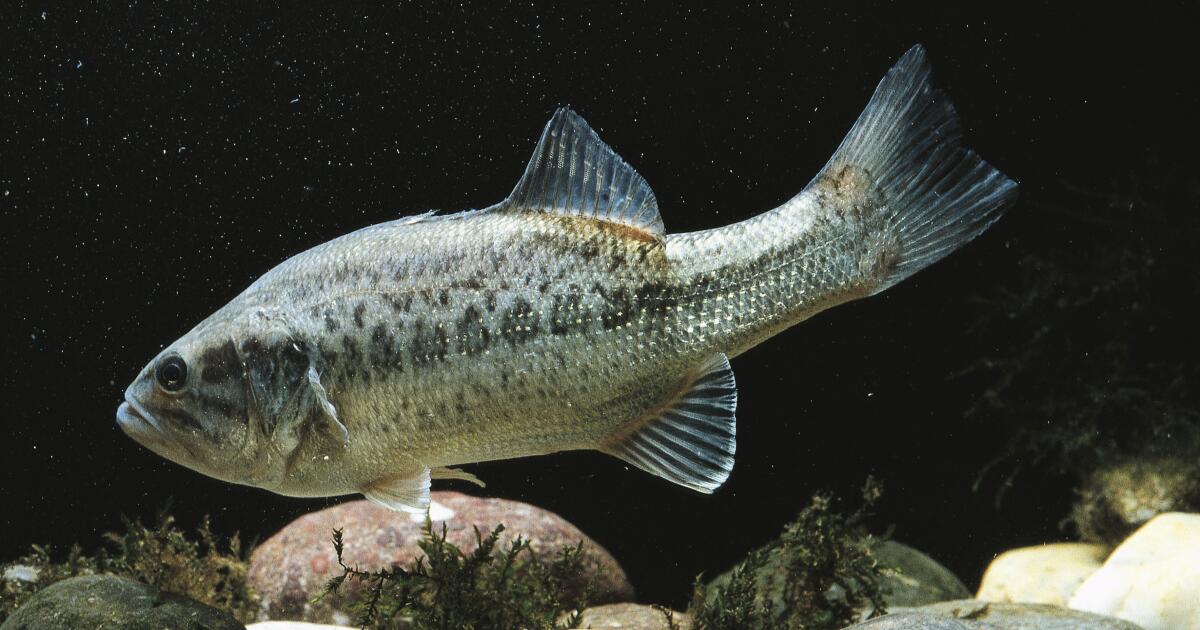 Featured image for California Freshwater Fish Harbor Invasive Parasites Threatening Human Health