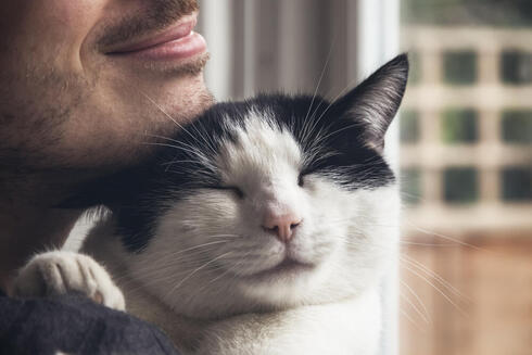 Featured image for Researchers Link Cat Purring to DNA Repetition