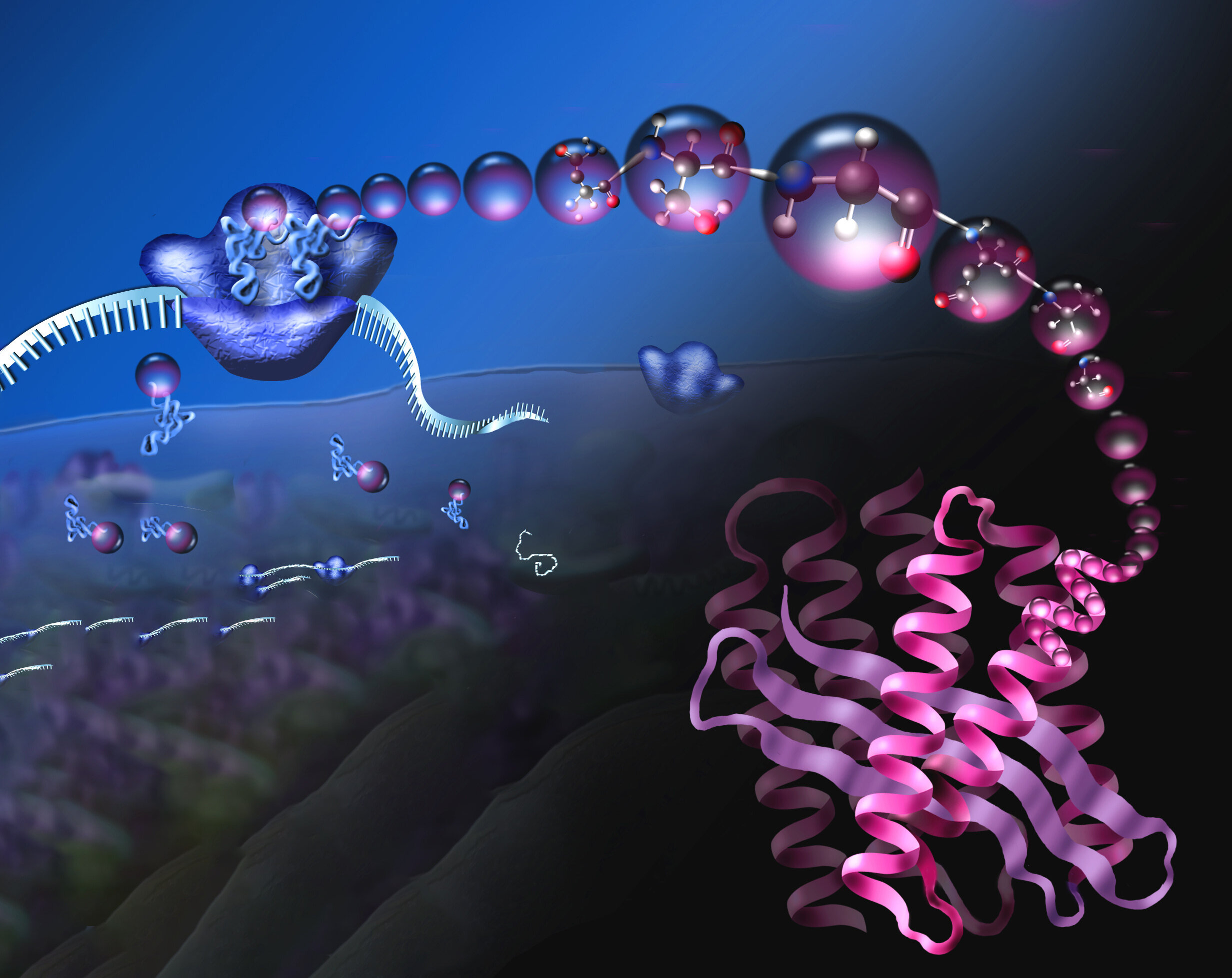 Featured image for Expanding Cell's Chemical Repertoire through Translation Machine Retooling