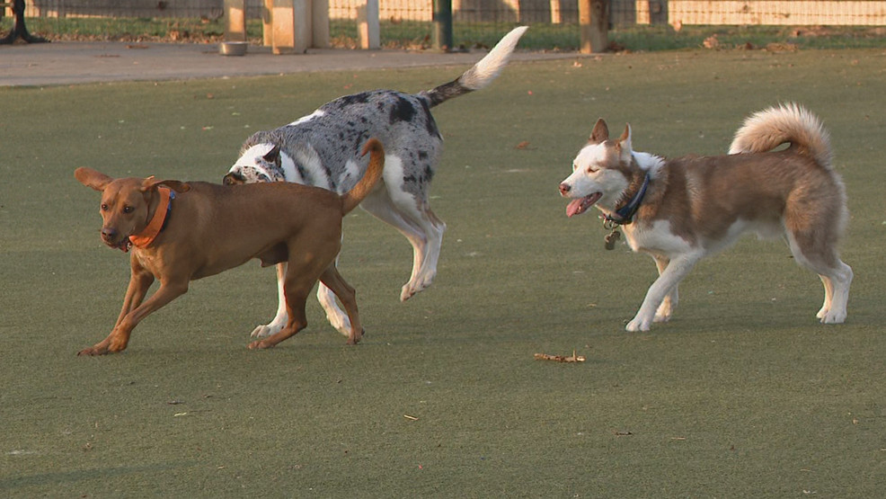 Featured image for Unraveling the Mystery: Investigating the Dog Illness Outbreak in Central Ohio