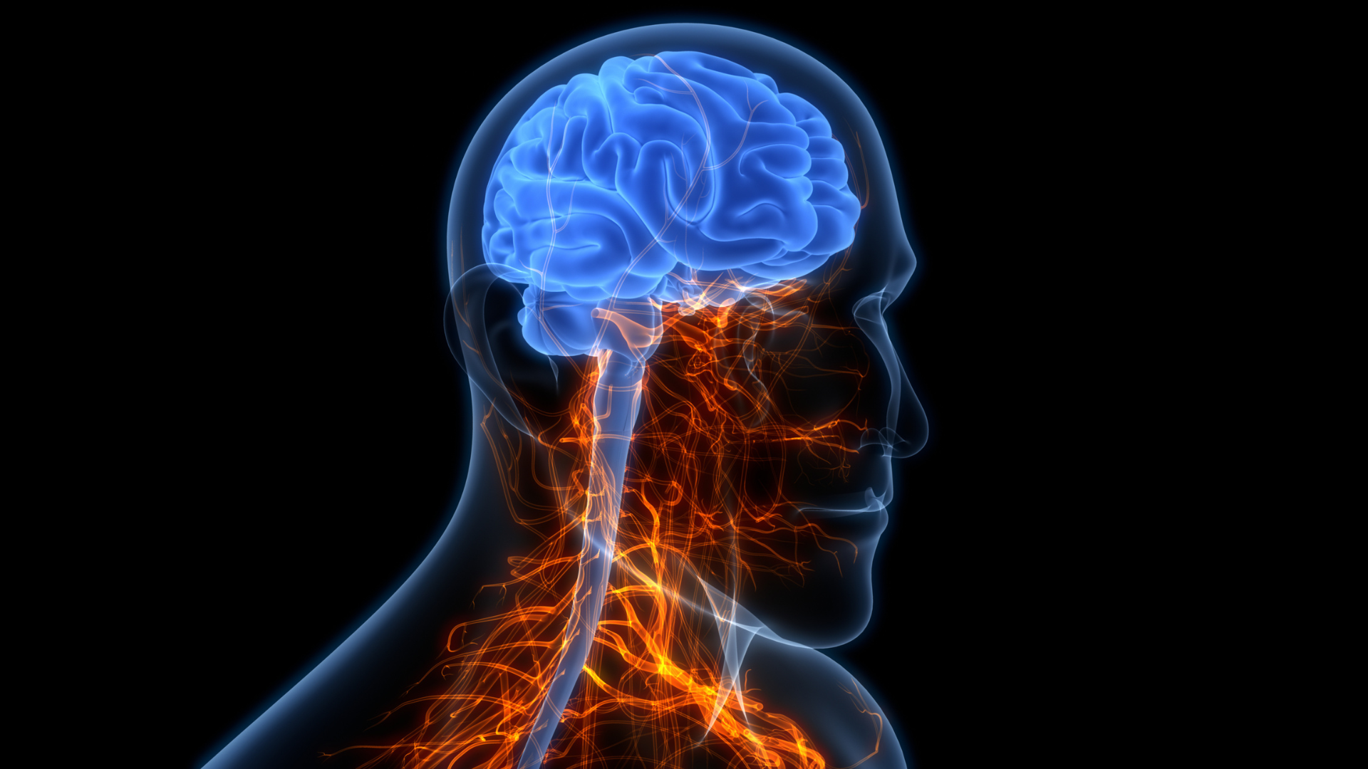 Featured image for Researchers Identify Brain Circuit for Female Sexual Rejection